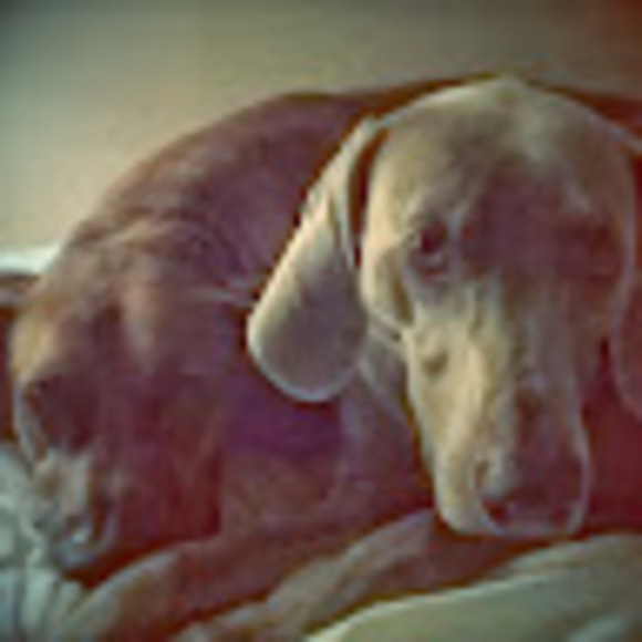 Meet your Posher, Bryan p. - Picture 1 of 1